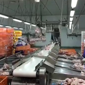 2021 whole chicken grading machine.png